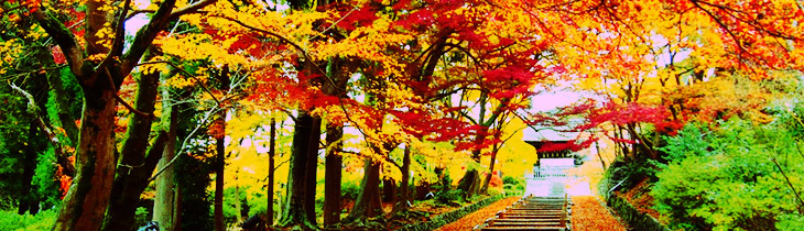 京都の美しい紅葉
